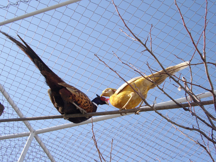 STA41177 - 2 Fazani 2012