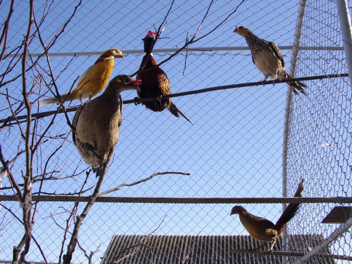 STA41179 - 2 Fazani 2012