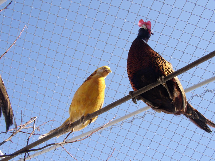 STA41185 - 2 Fazani 2012