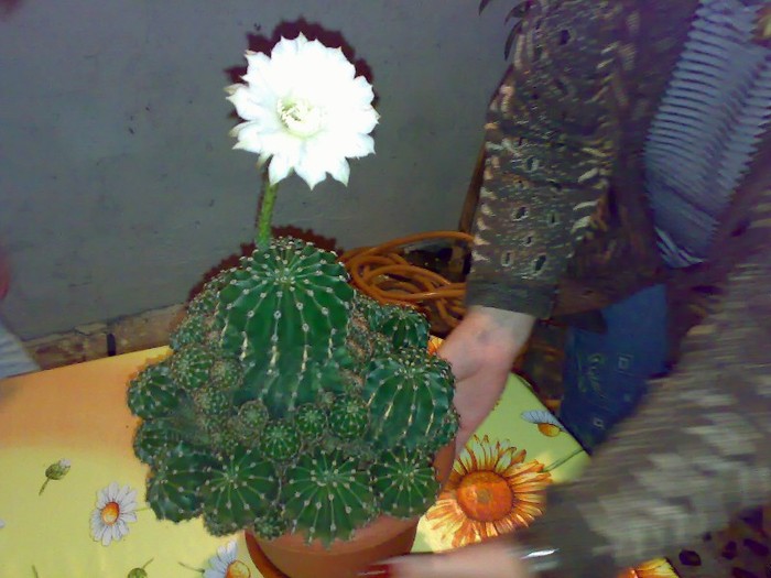 pui din cactus - 5 lei; asa infloreste
