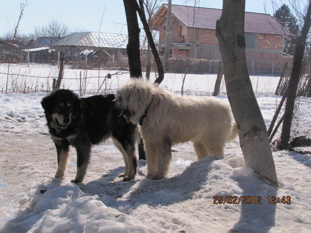 IMG_1895; Lord si lina(CORA) de Hancu colega de paza in varsta de 5 ani
