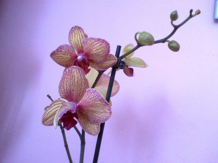 25022012385 - flori diferite