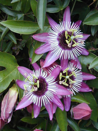 passiflora-incarnata - a- copaci si plante diverse pt Romania