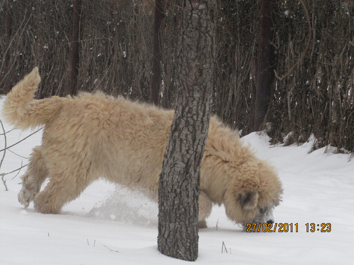 IMG_0923 - lord de Rau ALb