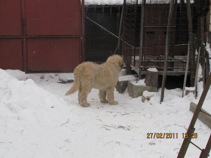 IMG_0937 - lord de Rau ALb