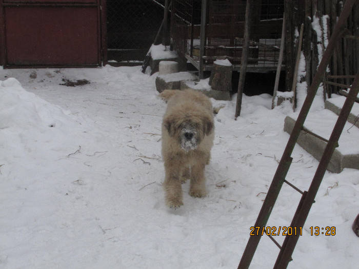 IMG_0938 - lord de Rau ALb