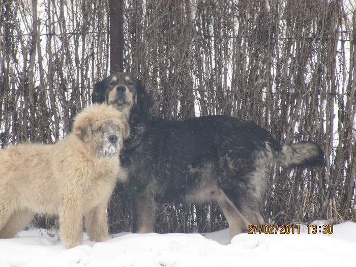 IMG_0943 - lord de Rau ALb