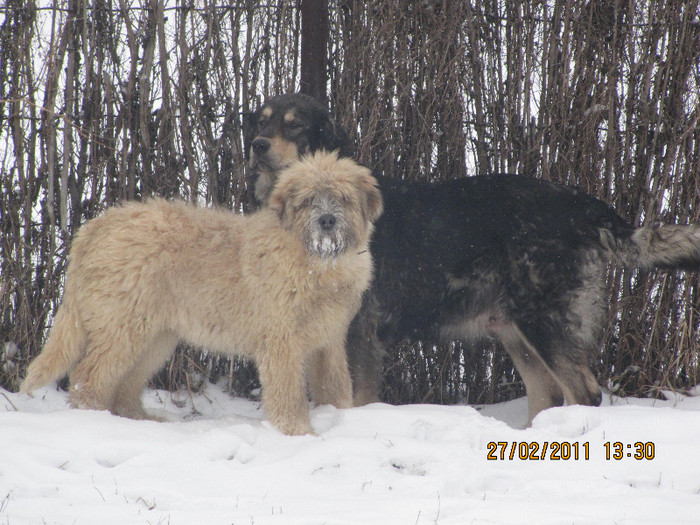 IMG_0944 - lord de Rau ALb