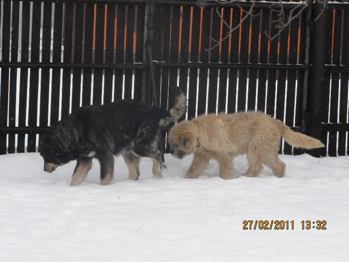 IMG_0948 - lord de Rau ALb