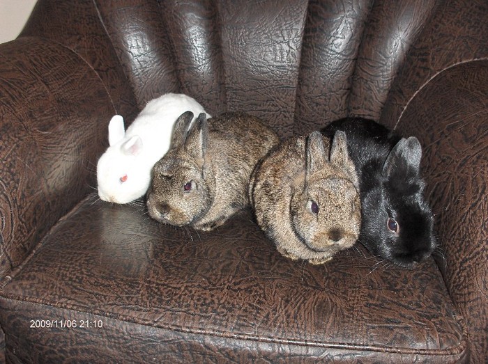 Poza 1 - Hermelin-Polish Rabbit