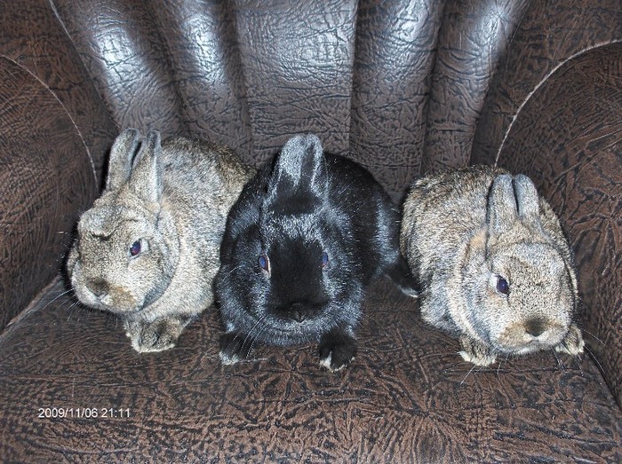 Poza 2 - Hermelin-Polish Rabbit