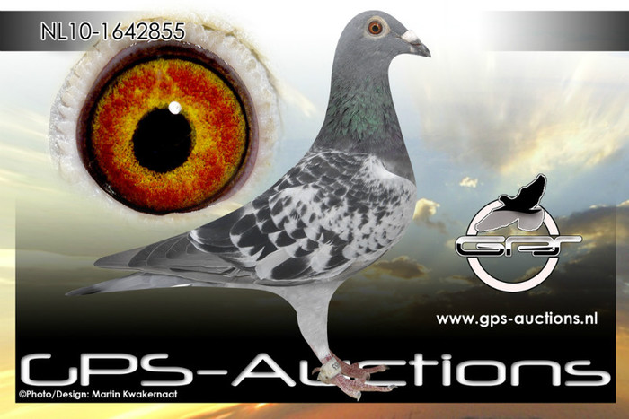 PATATA VOGEL-MISTRAL-POAASBORST