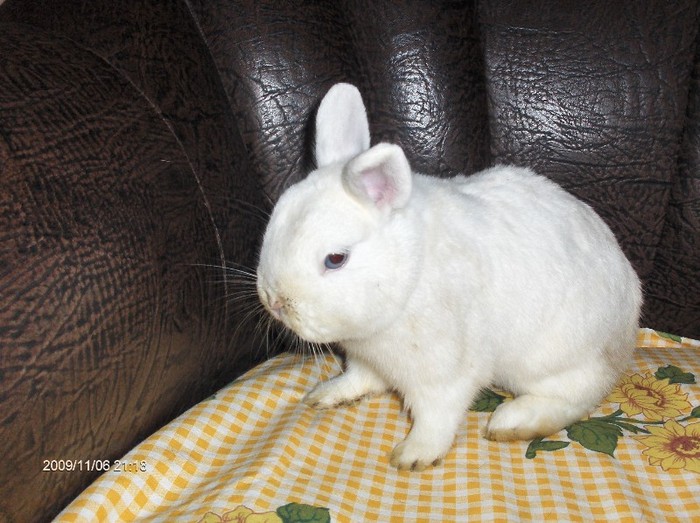 Poza 4 - Hermelin-Polish Rabbit