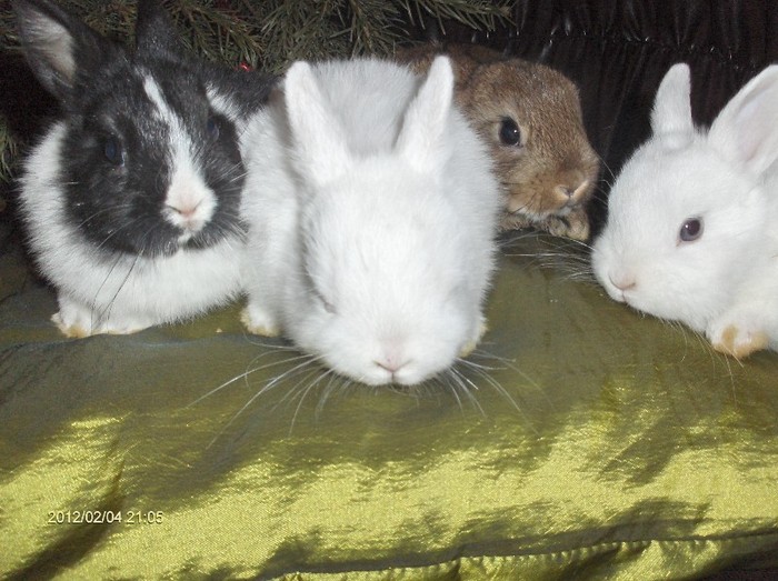 Poza 5 - Hermelin-Polish Rabbit