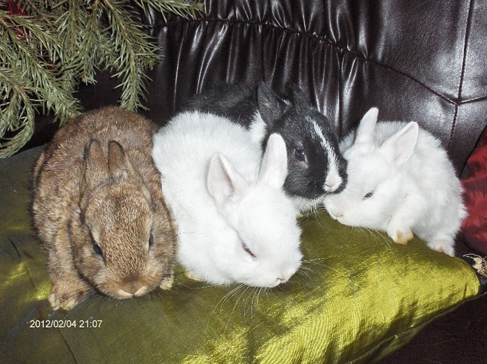 Poza 6 - Hermelin-Polish Rabbit