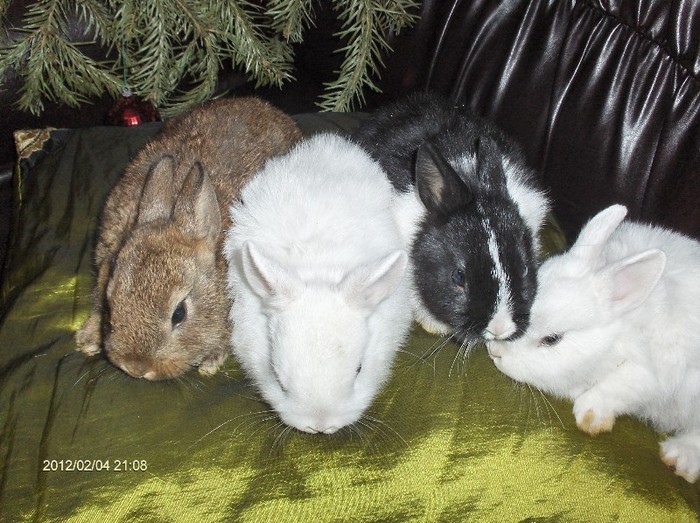 Poza 8 - Hermelin-Polish Rabbit