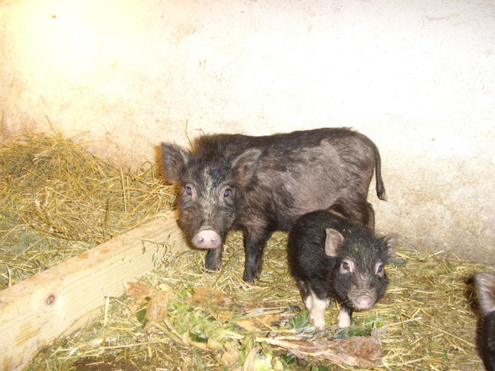 STA41227 - Porci Vietnamezi