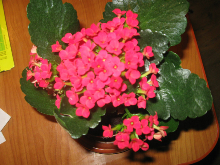 NOU - A KALANCHOE