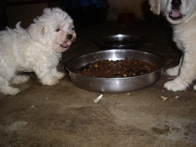 Dema si Bichon Maltese - Golden Retriever