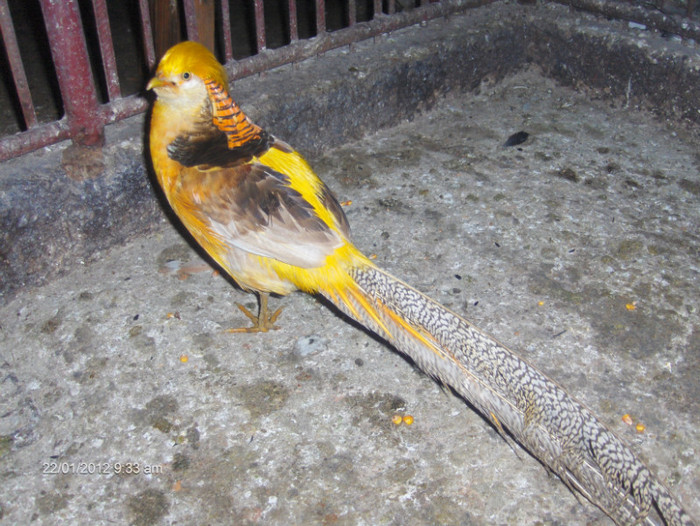 Mascul - fazan auriu pe galben