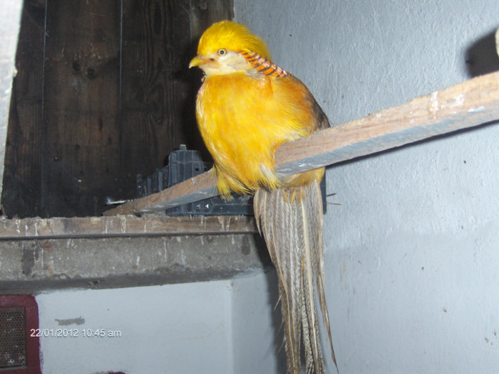 Picture 003 - fazan auriu pe galben