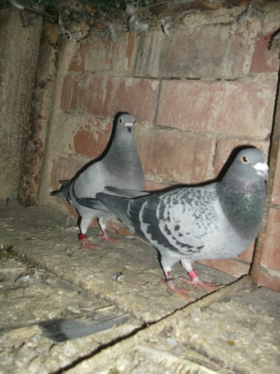 DSCF0540