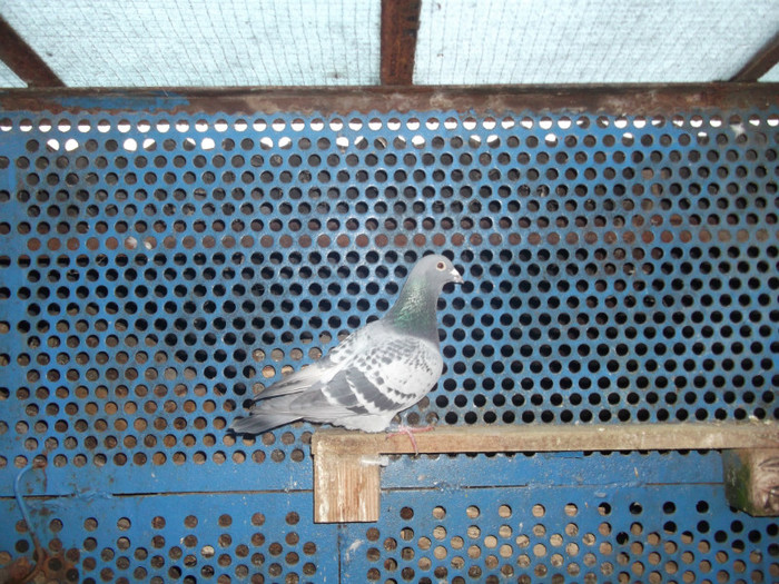 DSCF0545