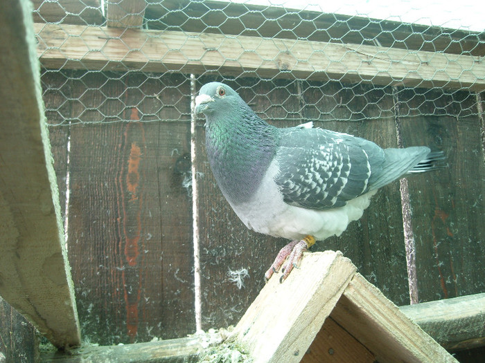 SL275430 - porumbei februarie 2012