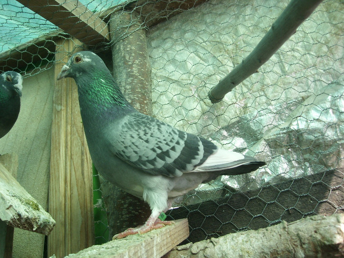 SL275494 - porumbei februarie 2012