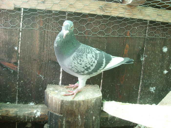 SL275498 - porumbei februarie 2012