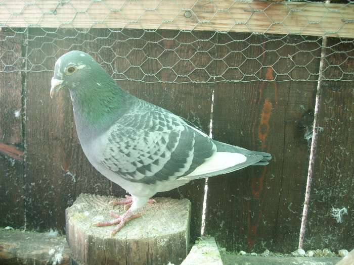SL275499 - porumbei februarie 2012