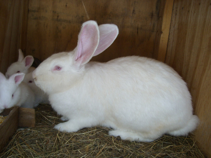 SL275517 - iepuri 2012