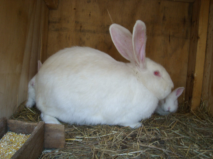 SL275519 - iepuri 2012