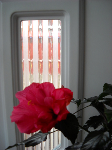 25.02.2012 Hibiscus 002