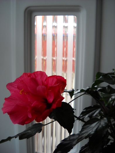 25.02.2012 Hibiscus 003 - HIBISCUS - 2012