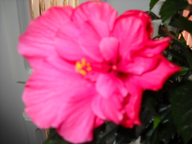 25.02.2012 Hibiscus 007