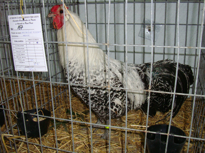 DSC09210