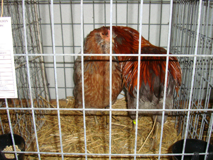 DSC09217