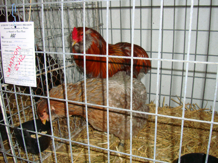 DSC09218