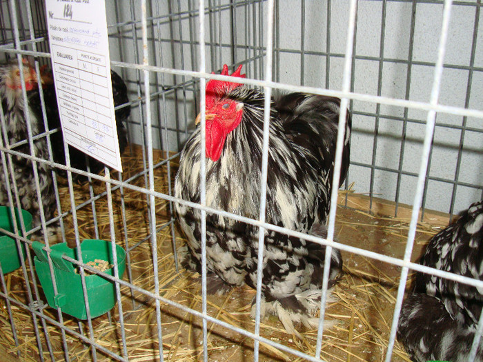 DSC09230
