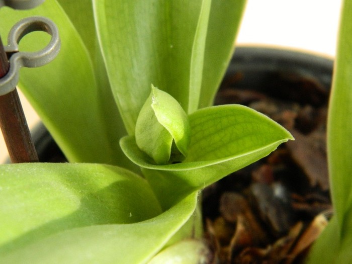 DSCN0288 - Paphiopedilum USA hybride1