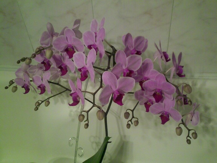 250220121489 - Phalaenopsis Tomberoneza