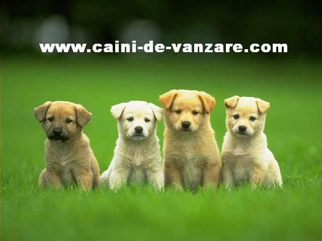 25358-4-cute-puppies-wallpaper-640x480 - Catelusi