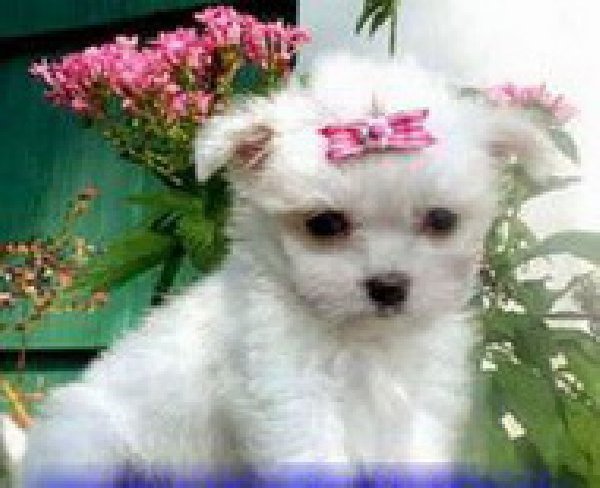 catelusi-bichon-maltese_1