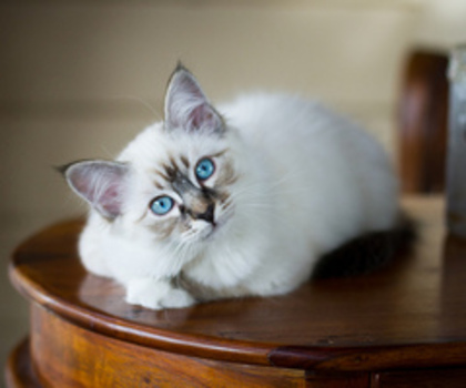 6923677865_20d4f5b17e_z_thumb