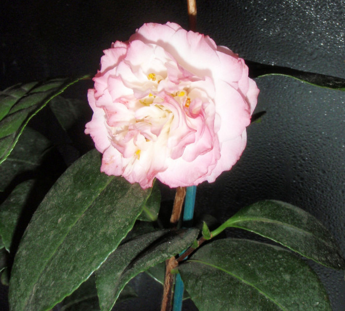 "falsa" Princesse Bacciochi feb 2012 - Camellia