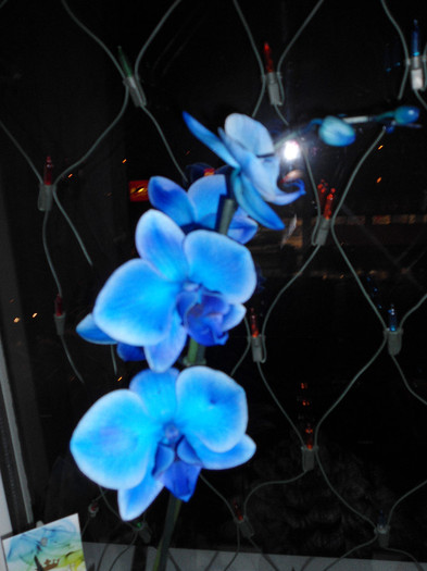 Orhidee 08; Orhidee albastra
