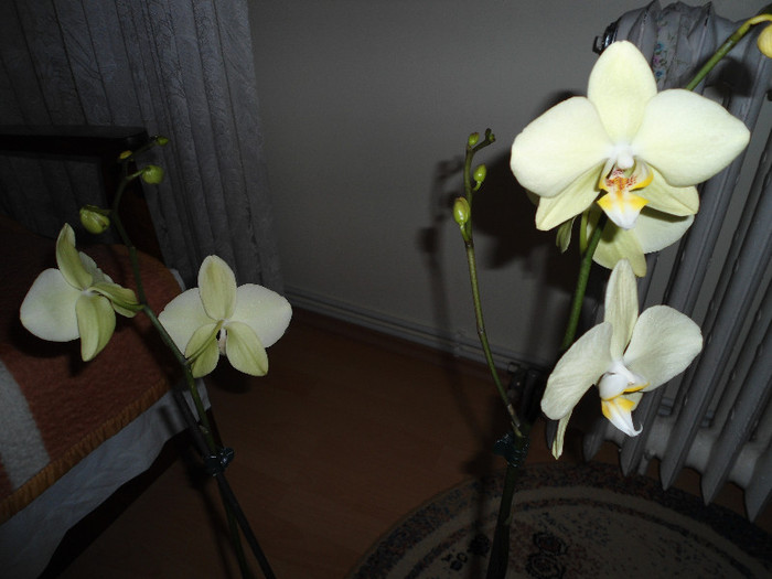 Orhidee 09 - orhidee