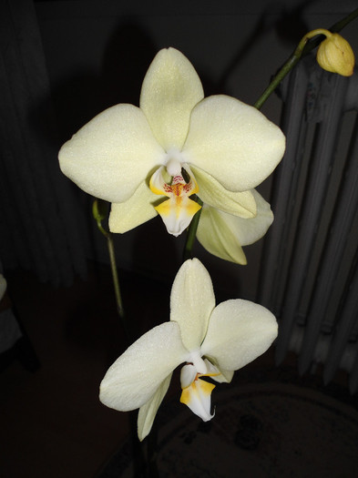 Orhidee 10