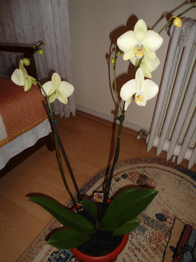Orhidee 12